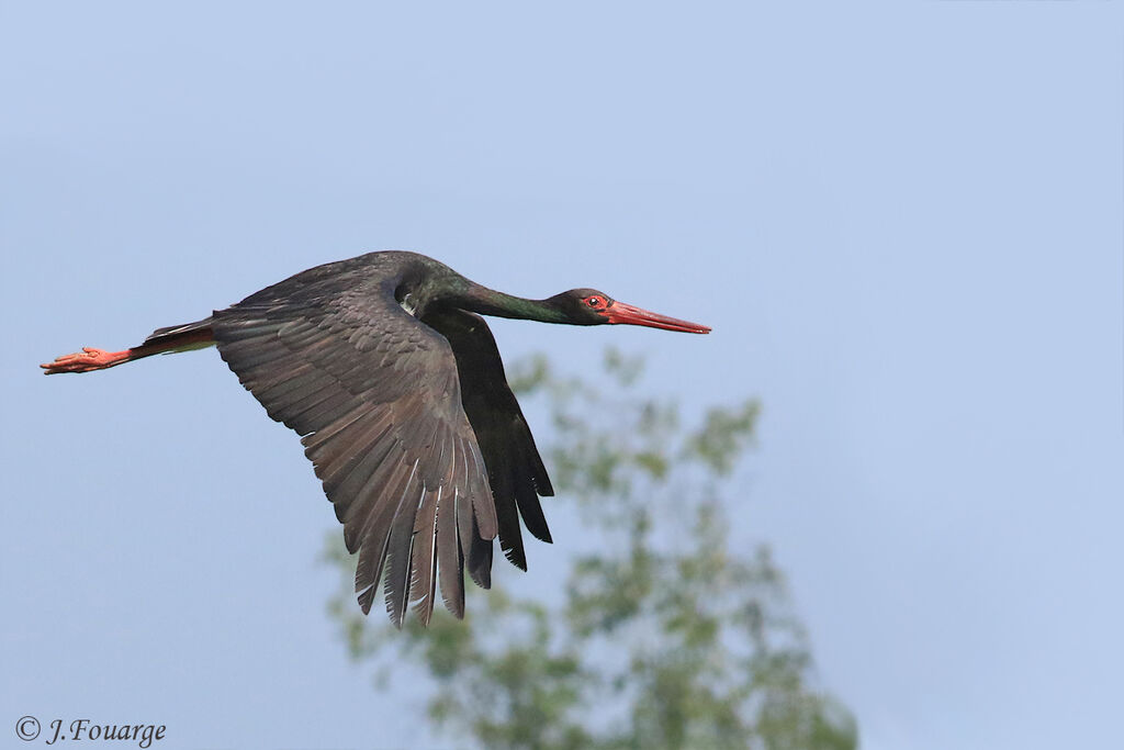 Cigogne noireadulte, Vol