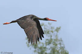 Black Stork