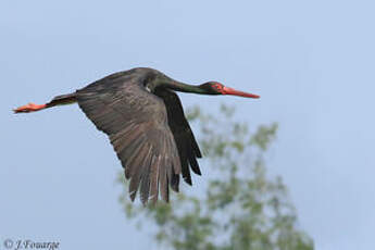 Cigogne noire