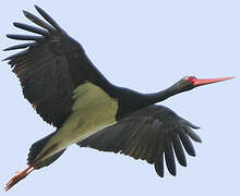 Black Stork