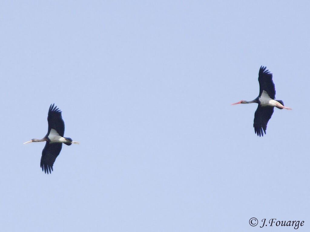 Cigogne noire