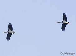 Black Stork