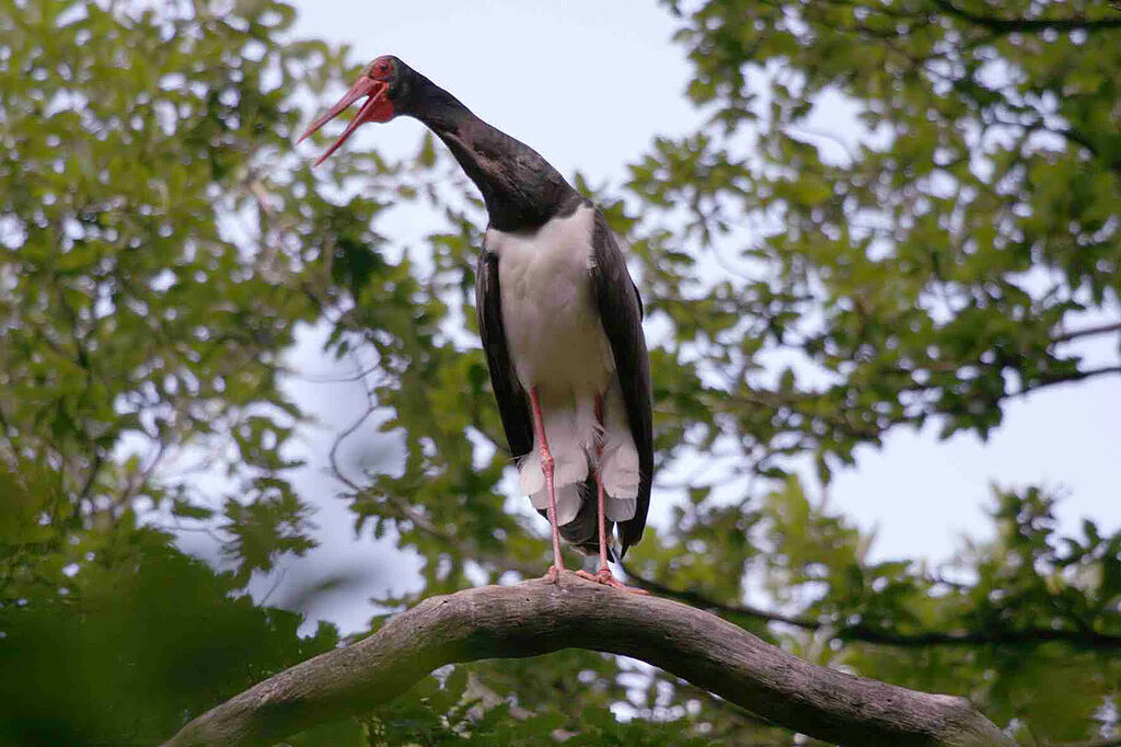 Cigogne noire