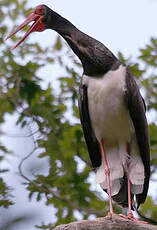 Cigogne noire