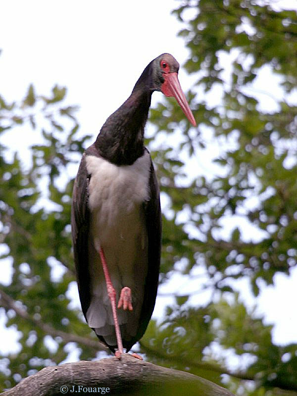 Cigogne noire