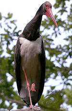 Cigogne noire