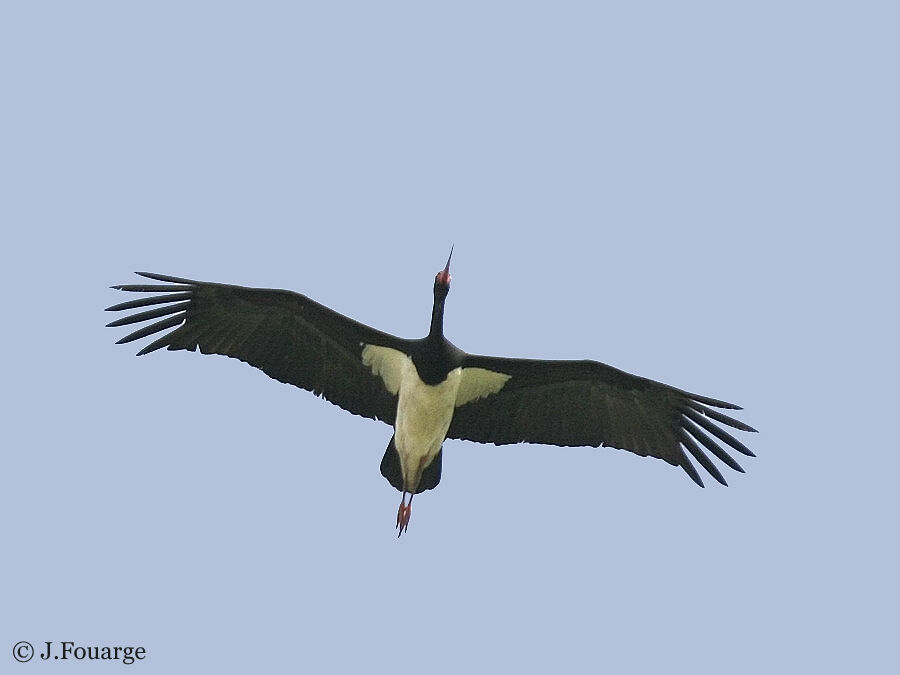 Black Stork