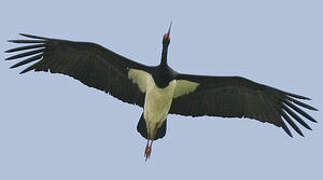 Black Stork