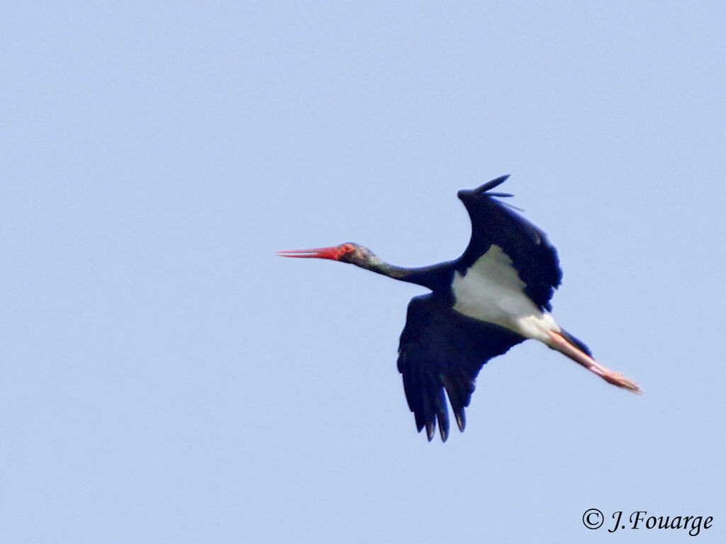 Black Storkadult, identification