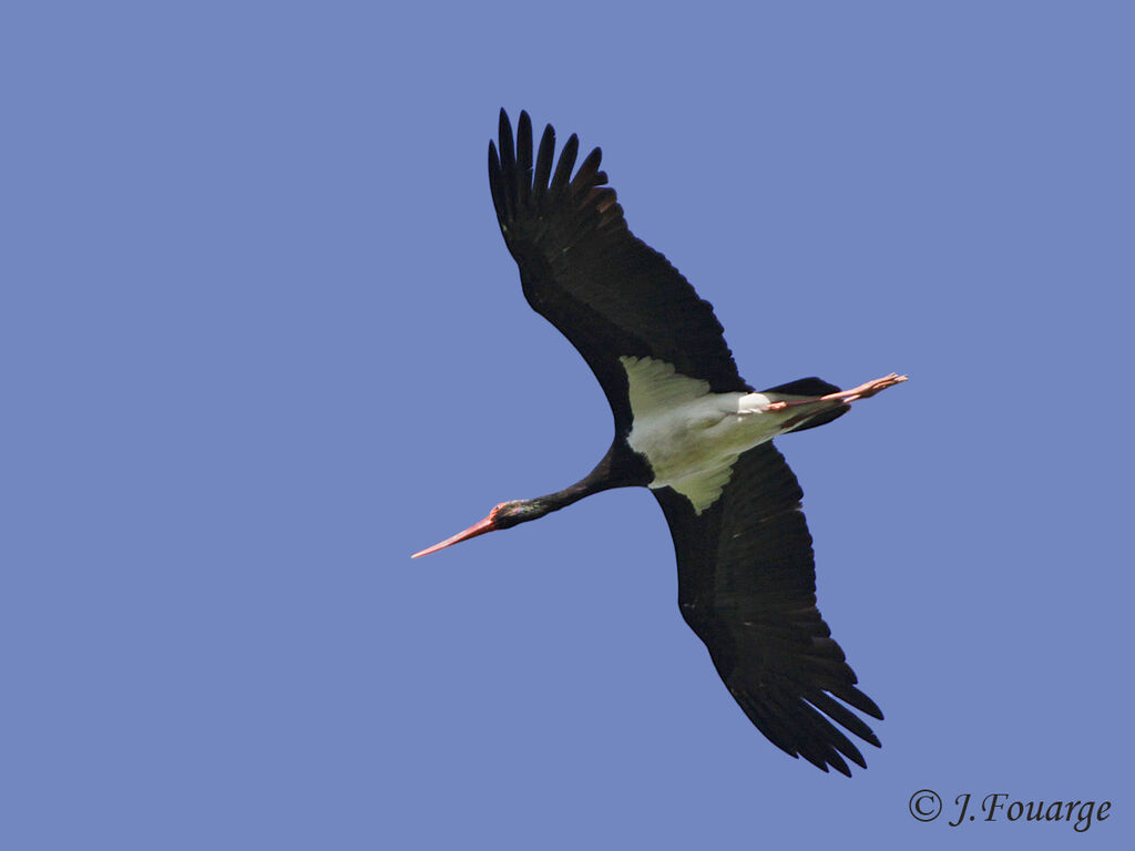 Cigogne noireadulte