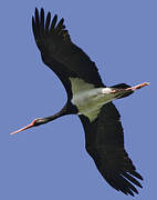 Black Stork