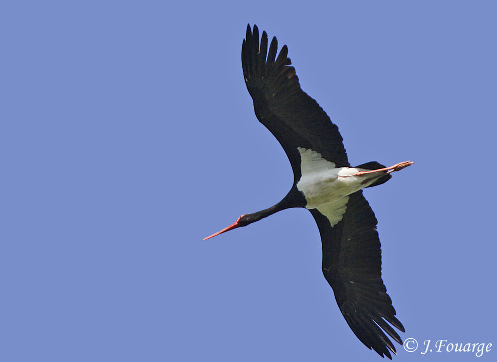 Cigogne noireadulte, identification