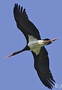 Black Stork