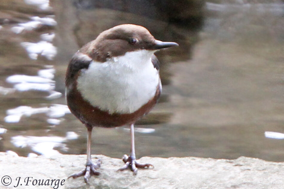 White-throated Dipperadult, identification