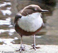 White-throated Dipper