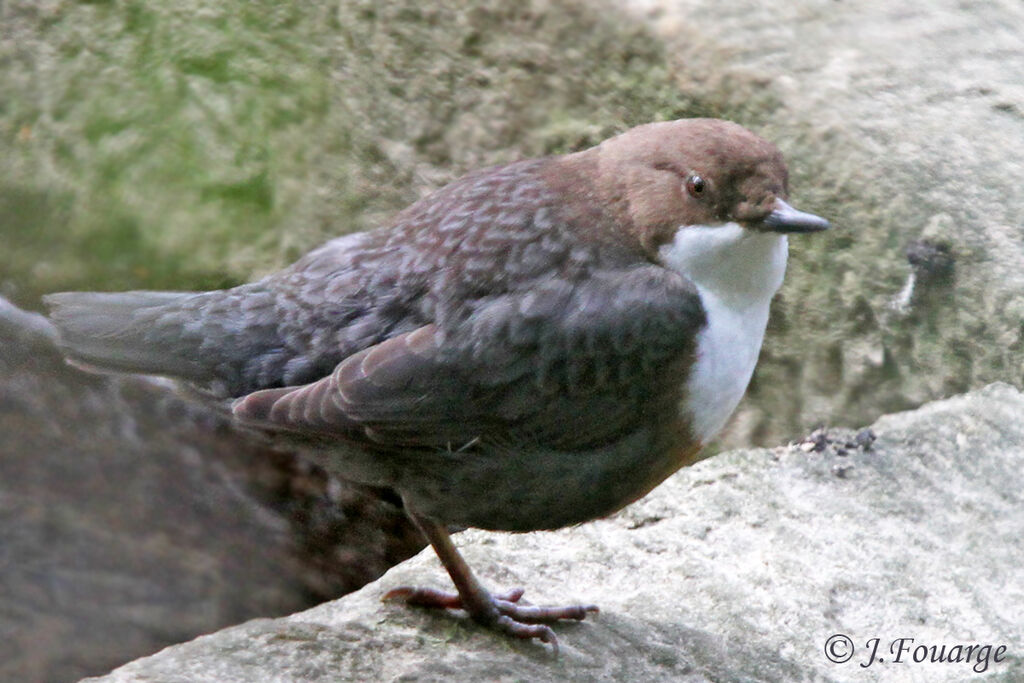 Cincle plongeuradulte, identification