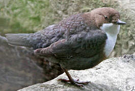 White-throated Dipper