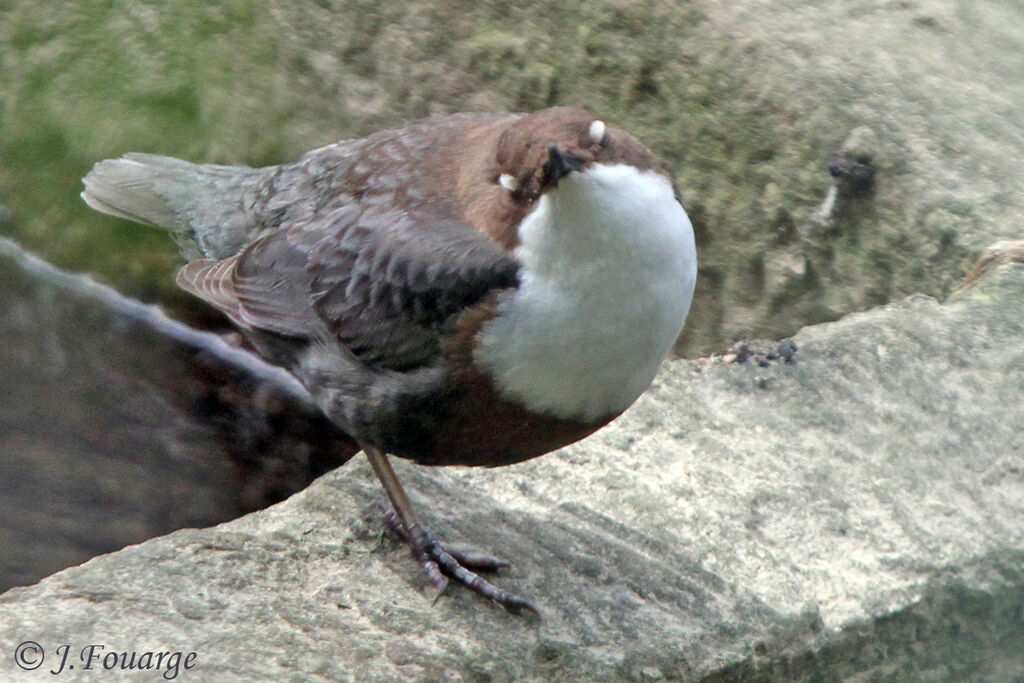 White-throated Dipper , identification, Behaviour