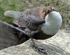 White-throated Dipper