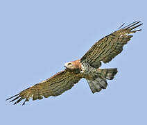 Short-toed Snake Eagle