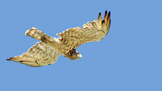 Short-toed Snake Eagle