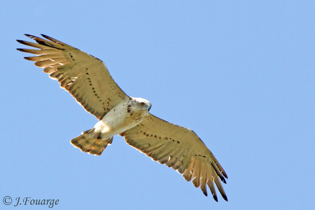 Short-toed Snake Eagleadult, Flight