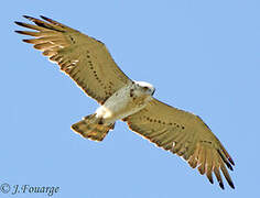 Short-toed Snake Eagle