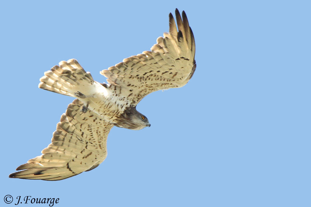 Short-toed Snake Eagleadult, Flight