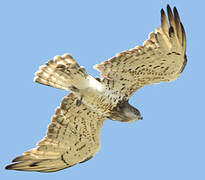 Short-toed Snake Eagle