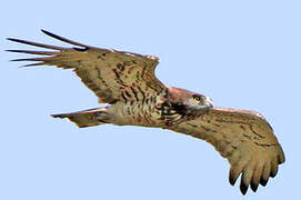 Short-toed Snake Eagle