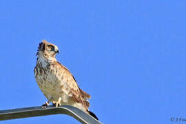 Short-toed Snake Eagle