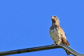 Short-toed Snake Eagle