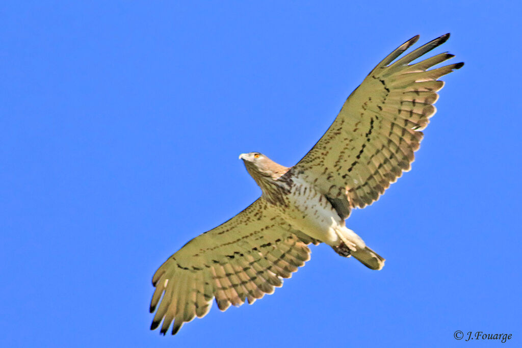 Short-toed Snake Eagleadult, Flight