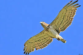 Short-toed Snake Eagle