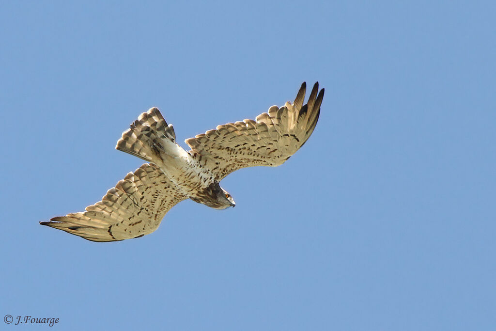 Short-toed Snake Eagleadult, Flight