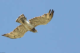 Short-toed Snake Eagle