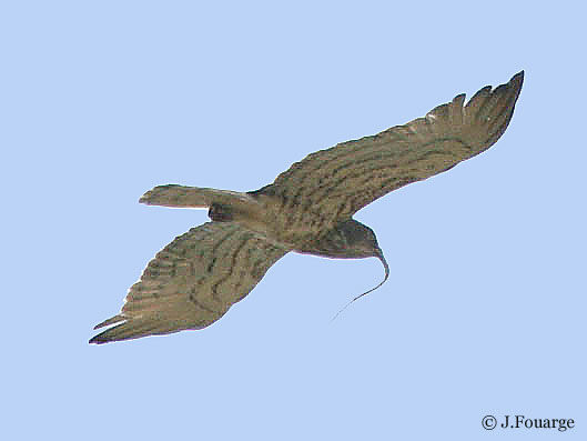 Short-toed Snake Eagle