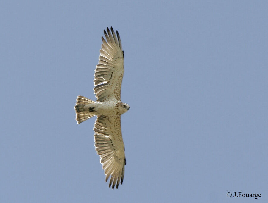 Short-toed Snake Eagle