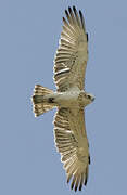 Short-toed Snake Eagle