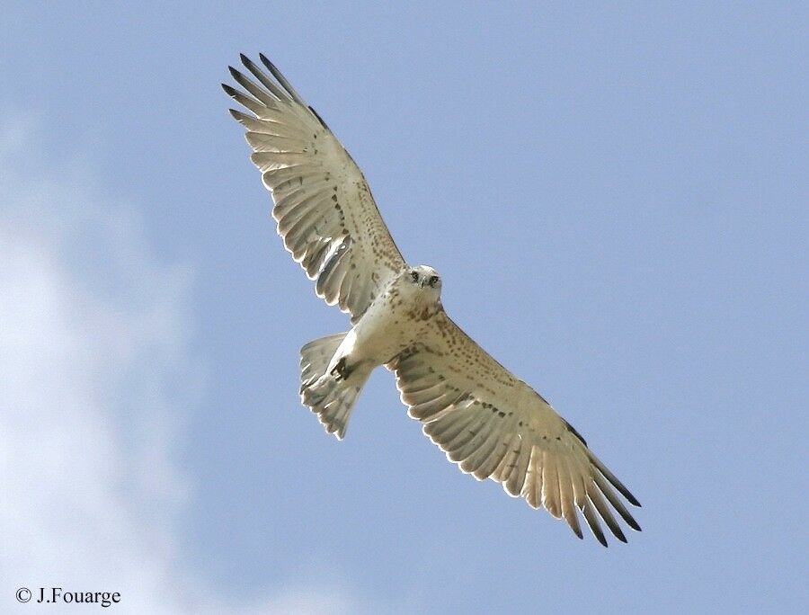 Short-toed Snake Eagle