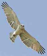 Short-toed Snake Eagle