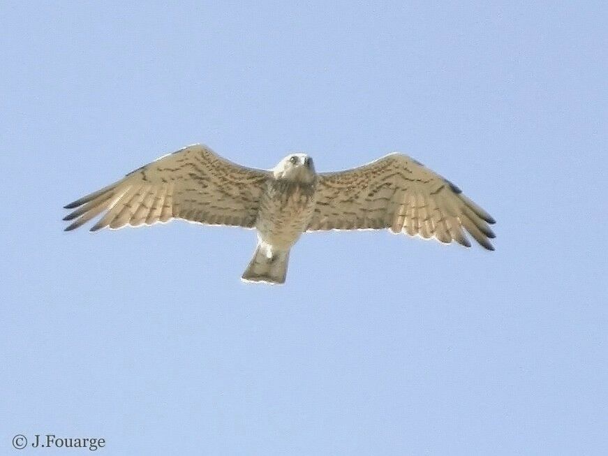 Short-toed Snake Eagle