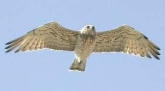 Short-toed Snake Eagle