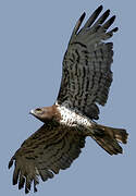 Short-toed Snake Eagle