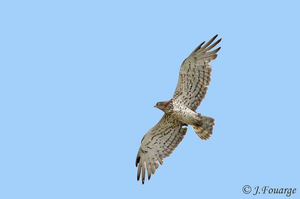 Short-toed Snake Eagleadult, Flight