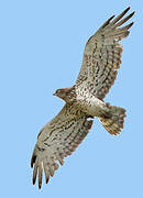 Short-toed Snake Eagle