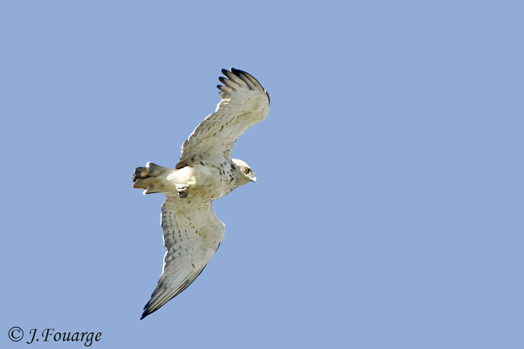 Short-toed Snake Eagleadult, Flight, Behaviour