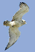 Short-toed Snake Eagle