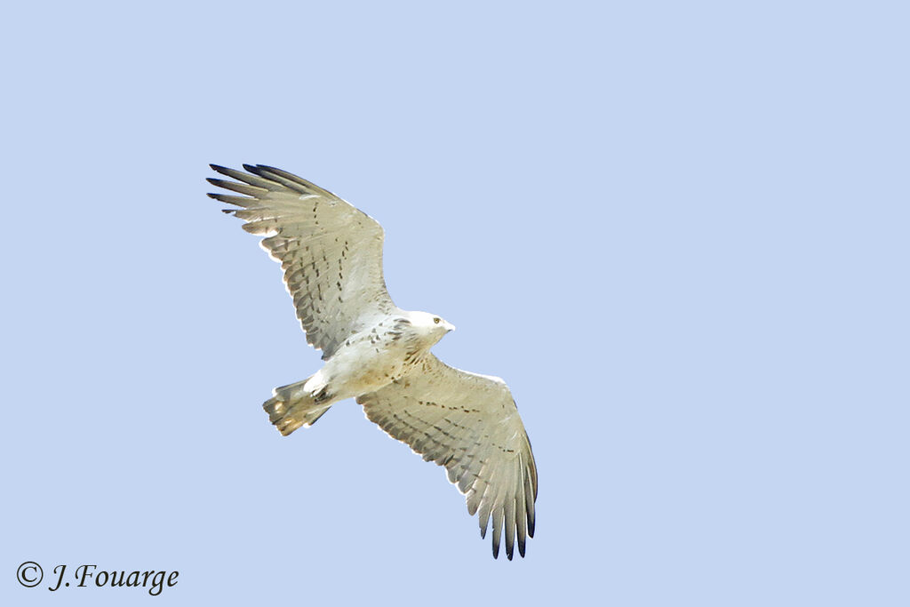 Short-toed Snake Eagleadult, Flight