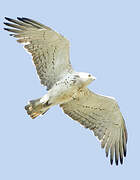 Short-toed Snake Eagle